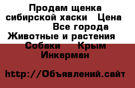 Продам щенка сибирской хаски › Цена ­ 8 000 - Все города Животные и растения » Собаки   . Крым,Инкерман